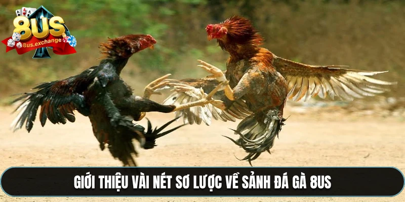 Giới thiệu vài nét sơ lược về sảnh đá gà 8US