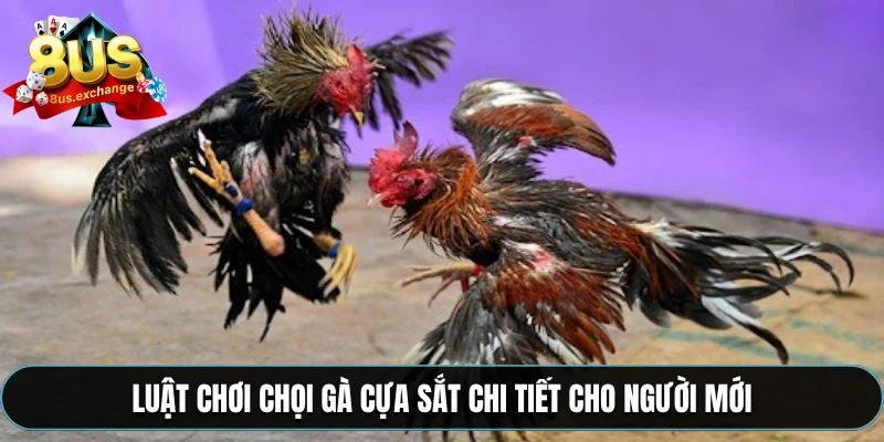 Luật chơi chọi gà cựa sắt chi tiết cho người mới