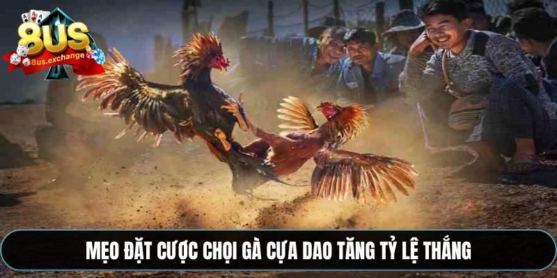 Mẹo đặt cược chọi gà cựa dao tăng tỷ lệ thắng