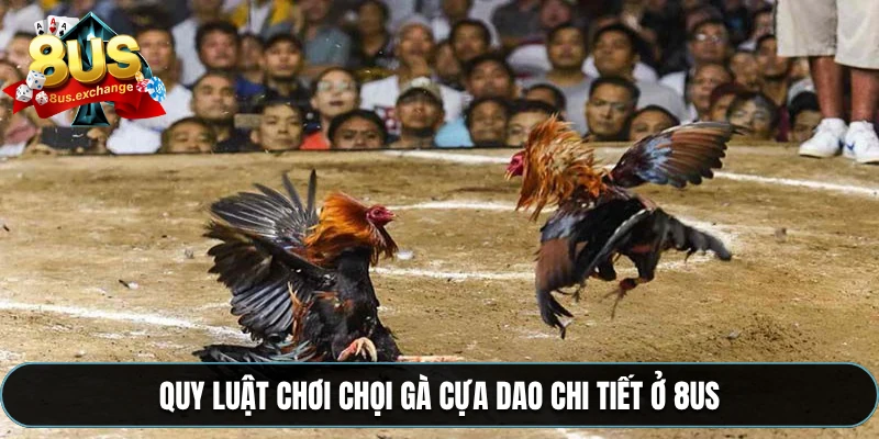 Quy luật chơi chọi gà cựa dao chi tiết ở 8US