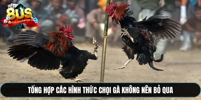 Tổng hợp các hình thức chọi gà không nên bỏ qua