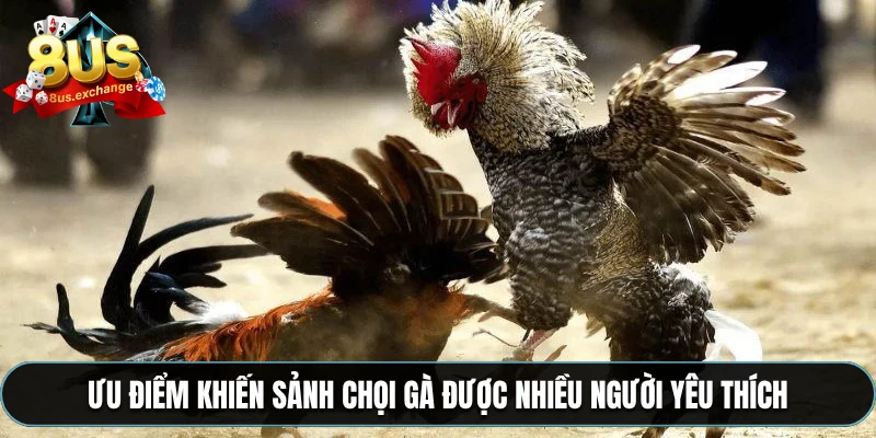 Ưu điểm khiến sảnh chọi gà được nhiều người yêu thích